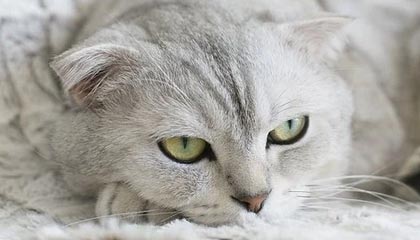 世界杯在线直播-后防告急？桑德罗德利赫特回归让皮尔洛吃下定心丸