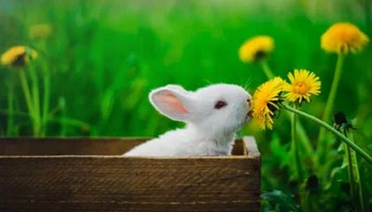 西班牙头球锤爆德国！创纪录大胜恩里克却放弃打脸